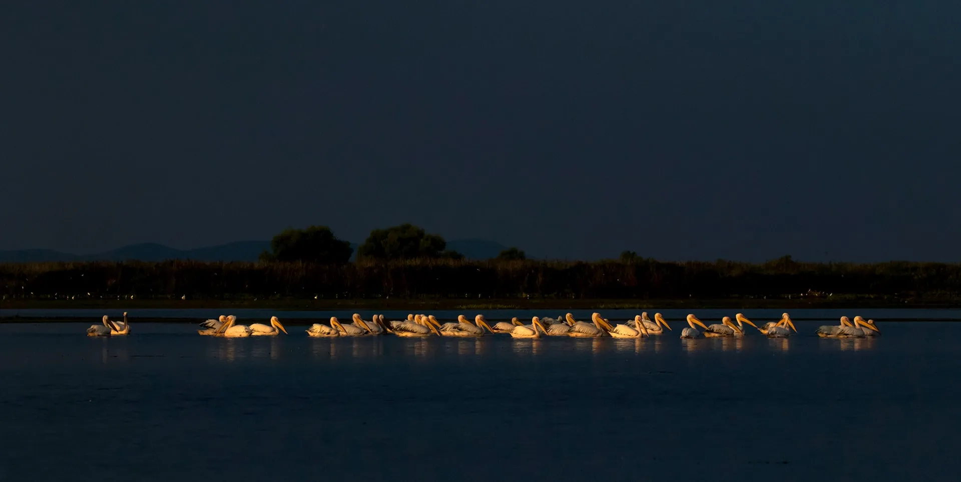 Pelicans at dusk