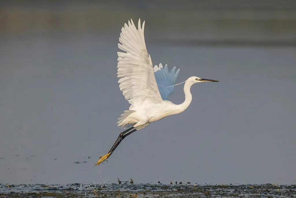 Elegant takeoff
