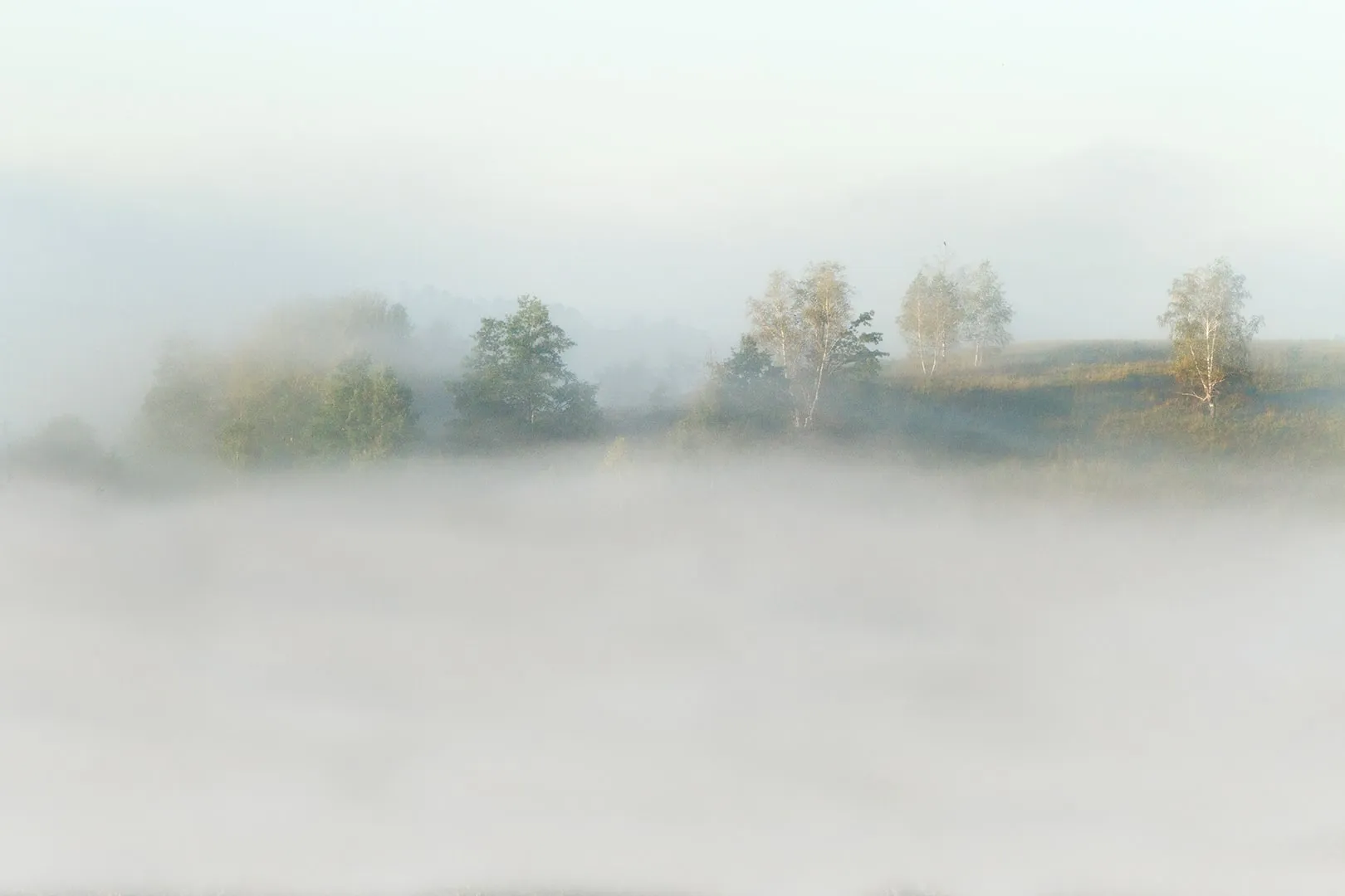 Cloud forest